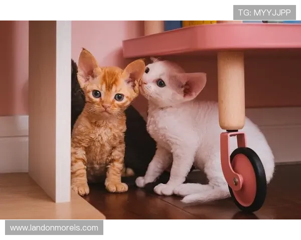 万博官网平台登录流程优化提升用户操作效率与体验感