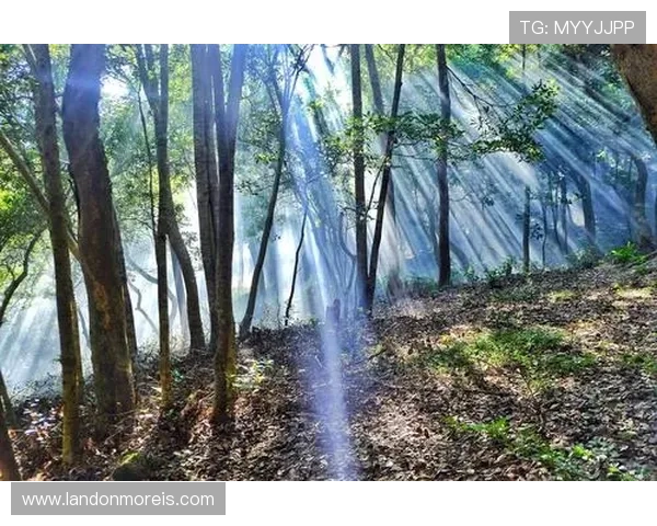 万博投注玩法详解，全面介绍各种投注方式和操作流程